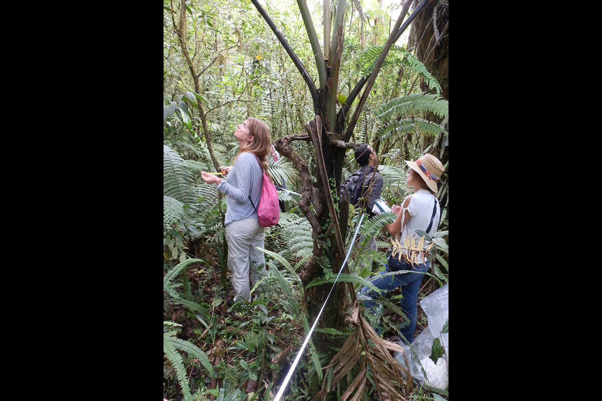 El inventario en la selva
Las selvas nubladas de sierra de Bahoruco (Rep&uacute;blica Dominicana), son uno de los ecosistemas de mayor valor ecol&oacute;gico del mundo tropical. Presentan una alta riqueza espec&iacute;fica, y contienen algunos elementos relictos de la vegetaci&oacute;n terciaria como los helechos arb&oacute;reos que se ven en la foto, En el inventario, apoyado por un bot&aacute;nico dominicano, dos cooperantes de apoyo al proyecto, miden y toman datos de cada uno de los individuos inventariados. La dificultad del trabajo es grande, as&iacute; como la inversi&oacute;n de tiempo, varias horas. Se realizan transectos lineales de vegetaci&oacute;n de 50 x 2 metro, para obtener datos para el an&aacute;lisis de diversidad de estos bosques, en los que predominan las laur&aacute;ceas, por lo que tambi&eacute;n reciben el nombre de laurisilvas. La fortuna de esta isla es que no tiene animales peligrosos habituales en estos ambientes, como las serpientes venenosas, o grandes predadores mam&iacute;feros. Ni siquiera hay primates. Esto, que es una pobreza en diversidad de fauna, es una tranquilidad a la hora de trabajar.